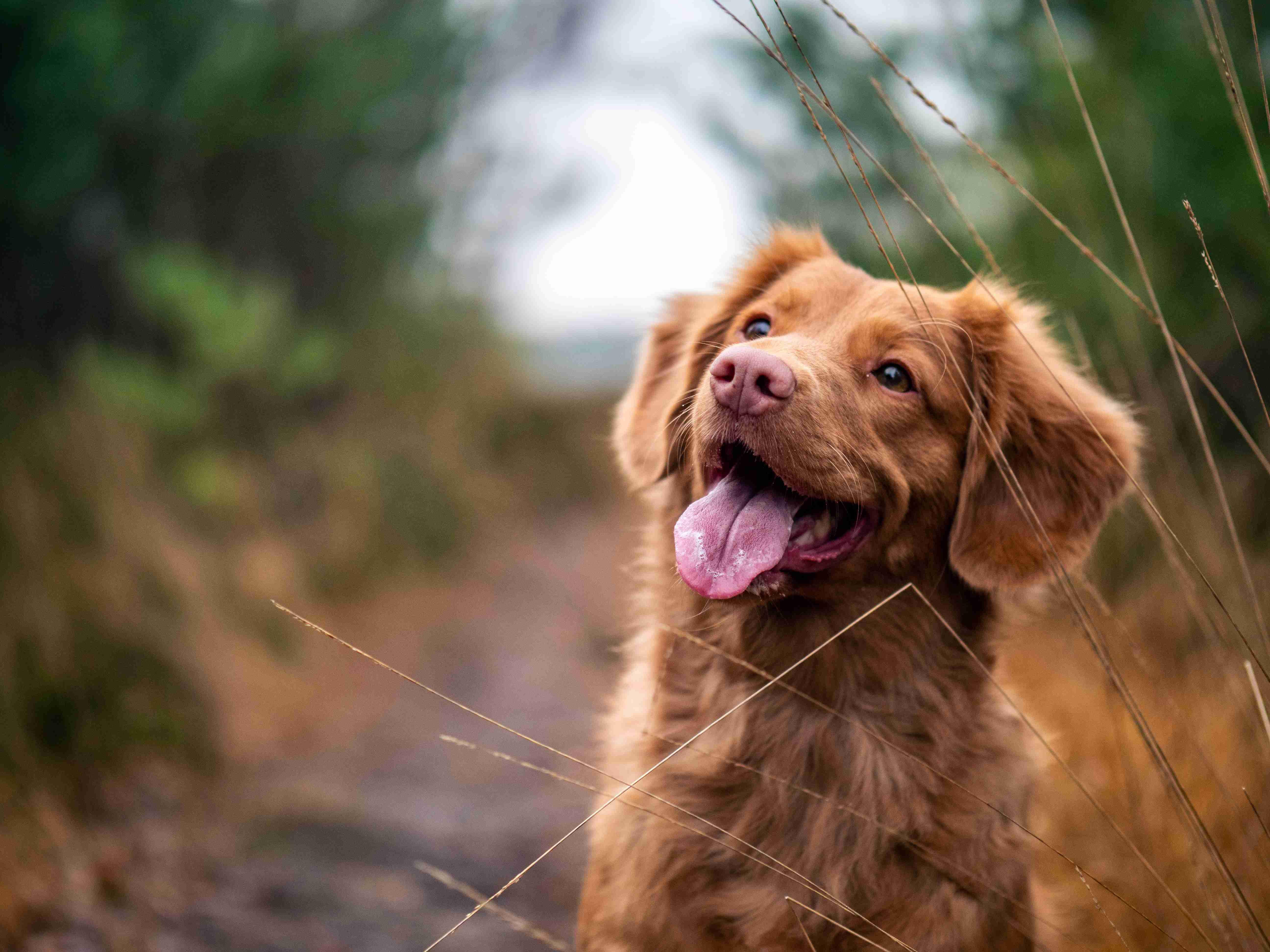 How can I prevent my golden retriever from developing separation anxiety?